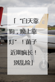 “白天靠狗，晚上靠灯”！菌子近期疯长！别乱捡