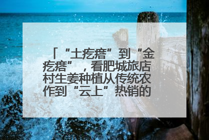 “土疙瘩”到“金疙瘩”，看肥城旅店村生姜种植从传统农作到“云上”热销的蝶变之路