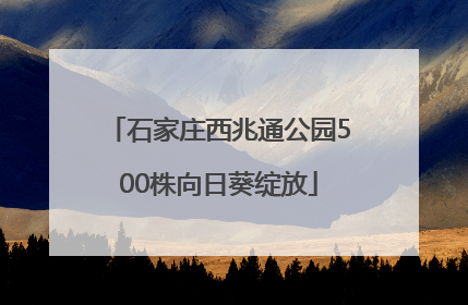 石家庄西兆通公园500株向日葵绽放