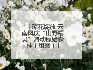 琼花绽放 云南凤庆“山野精灵”舞动原始森林（组图）
