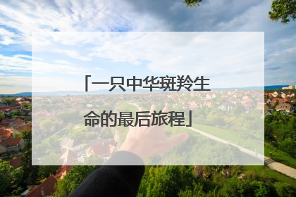 一只中华斑羚生命的最后旅程