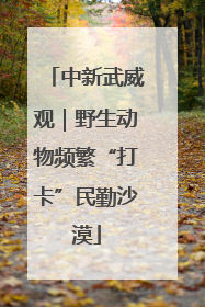 中新武威观｜野生动物频繁“打卡”民勤沙漠