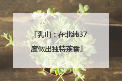 乳山：在北纬37度做出独特茶香