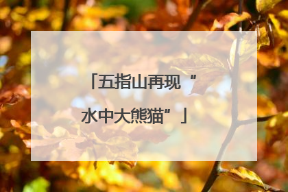五指山再现“水中大熊猫”