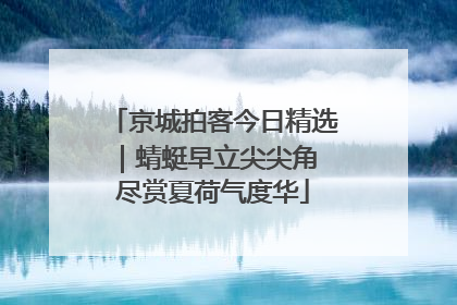 京城拍客今日精选｜蜻蜓早立尖尖角 尽赏夏荷气度华
