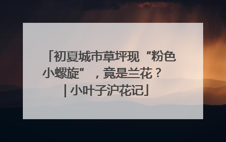 初夏城市草坪现“粉色小螺旋”,竟是兰花? | 小叶子沪花记