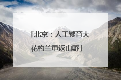 北京：人工繁育大花杓兰重返山野