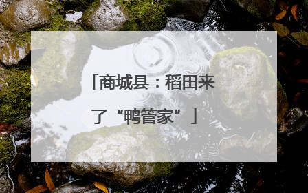 商城县：稻田来了“鸭管家”