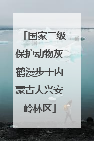 国家二级保护动物灰鹤漫步于内蒙古大兴安岭林区