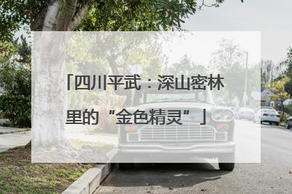 四川平武：深山密林里的“金色精灵”