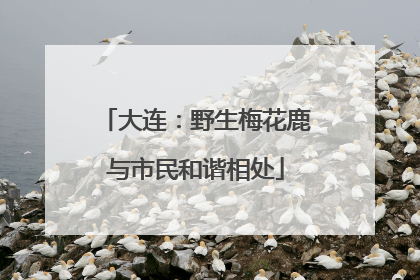 大连：野生梅花鹿与市民和谐相处