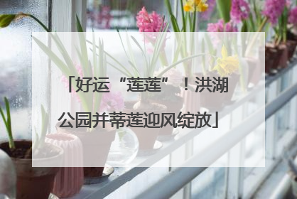 好运“莲莲”！洪湖公园并蒂莲迎风绽放