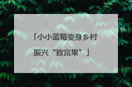 小小蓝莓变身乡村振兴“致富果”