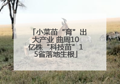 小菜苗“育”出大产业 曲周10亿株“科技苗”15省落地生根