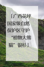 广西花坪国家级自然保护区守护“植物大熊猫”银杉