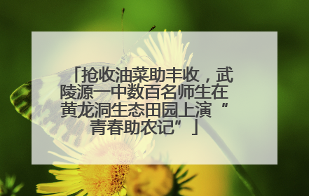 抢收油菜助丰收，武陵源一中数百名师生在黄龙洞生态田园上演“青春助农记”