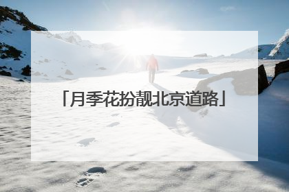月季花扮靓北京道路