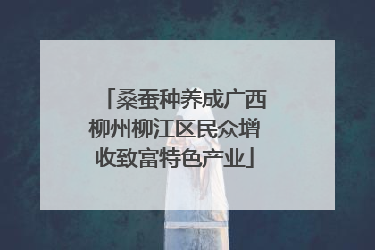 桑蚕种养成广西柳州柳江区民众增收致富特色产业