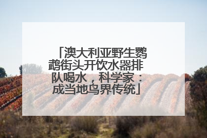 澳大利亚野生鹦鹉街头开饮水器排队喝水，科学家：成当地鸟界传统