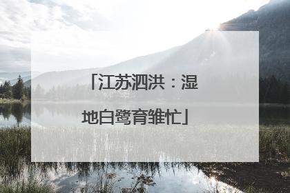 江苏泗洪：湿地白鹭育雏忙
