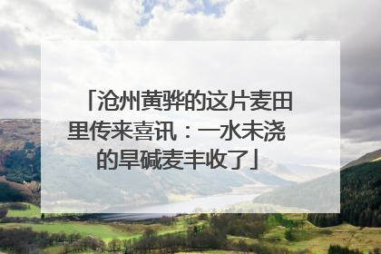 沧州黄骅的这片麦田里传来喜讯：一水未浇的旱碱麦丰收了
