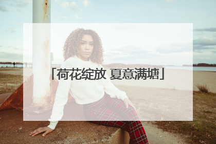 荷花绽放 夏意满塘