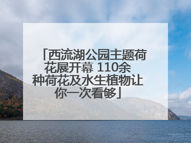 西流湖公园主题荷花展开幕 110余种荷花及水生植物让你一次看够