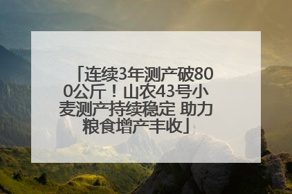 连续3年测产破800公斤！山农43号小麦测产持续稳定 助力粮食增产丰收