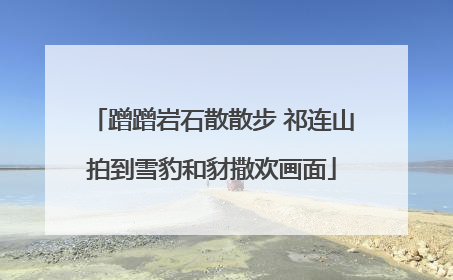 蹭蹭岩石散散步 祁连山拍到雪豹和豺撒欢画面