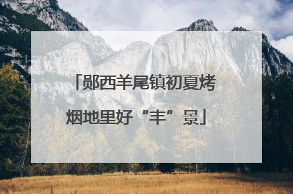 郧西羊尾镇初夏烤烟地里好“丰”景