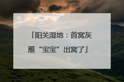 阳关湿地：首窝灰雁“宝宝”出窝了