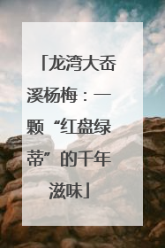 龙湾大岙溪杨梅：一颗“红盘绿蒂”的千年滋味