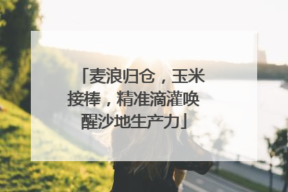 麦浪归仓，玉米接棒，精准滴灌唤醒沙地生产力