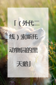 （外代二线）索斯托动物园的黑天鹅