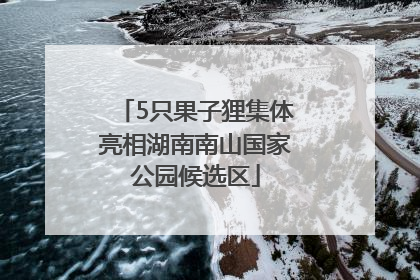 5只果子狸集体亮相湖南南山国家公园候选区