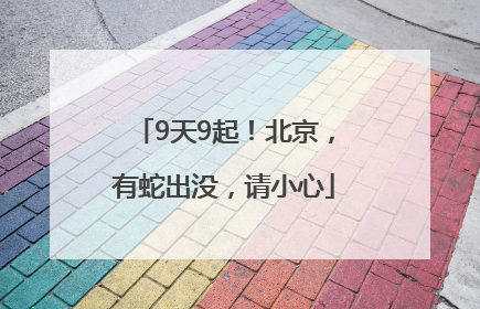 9天9起！北京，有蛇出没，请小心